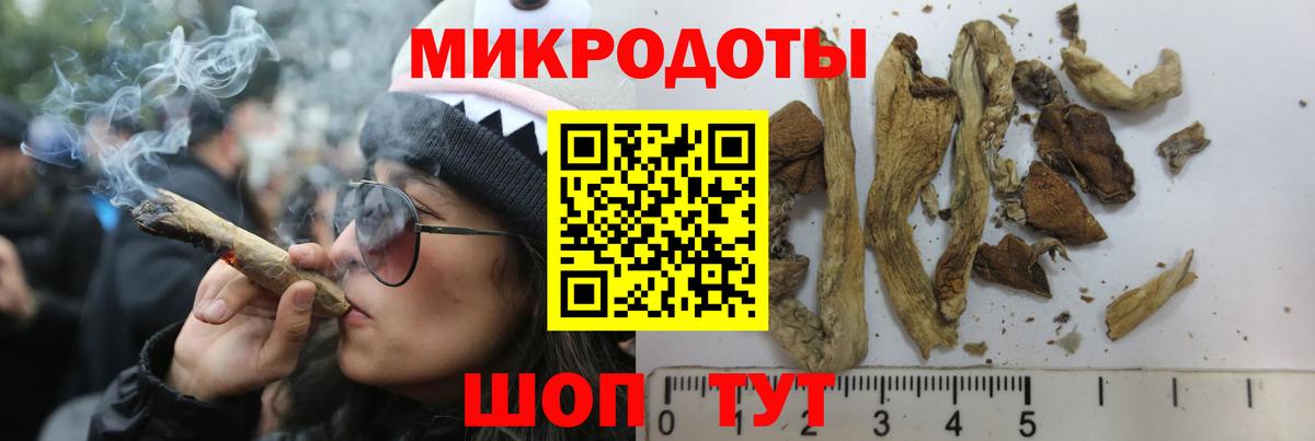 Галлюциногенные грибы Psilocybe Новомосковск